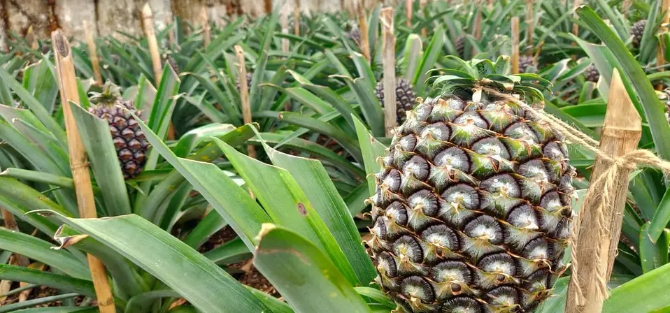 Arruda Pineapple Plantation