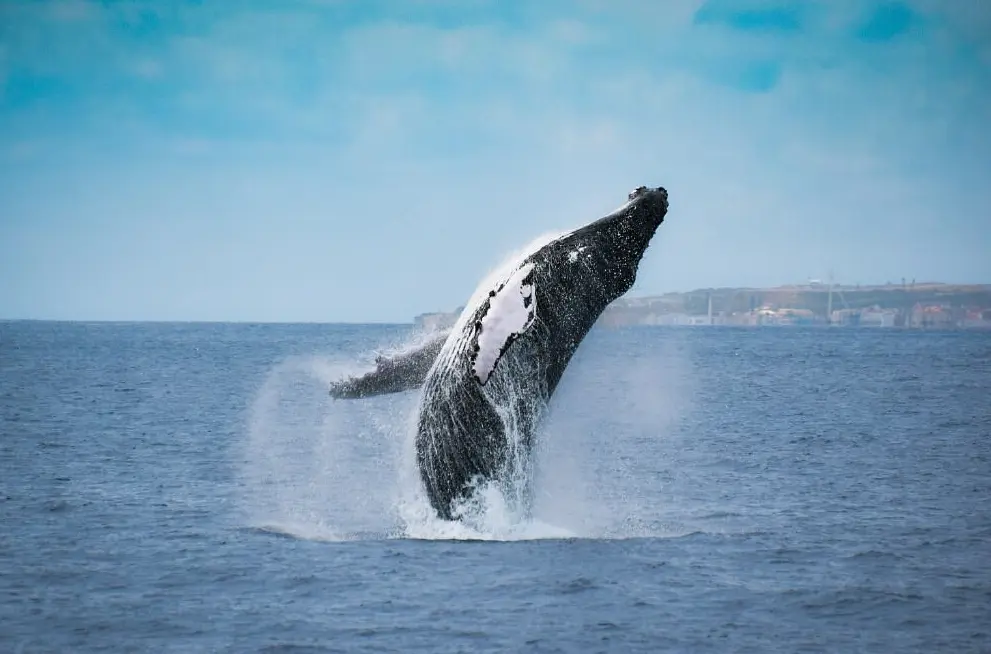 Futurismo Azores Adventures