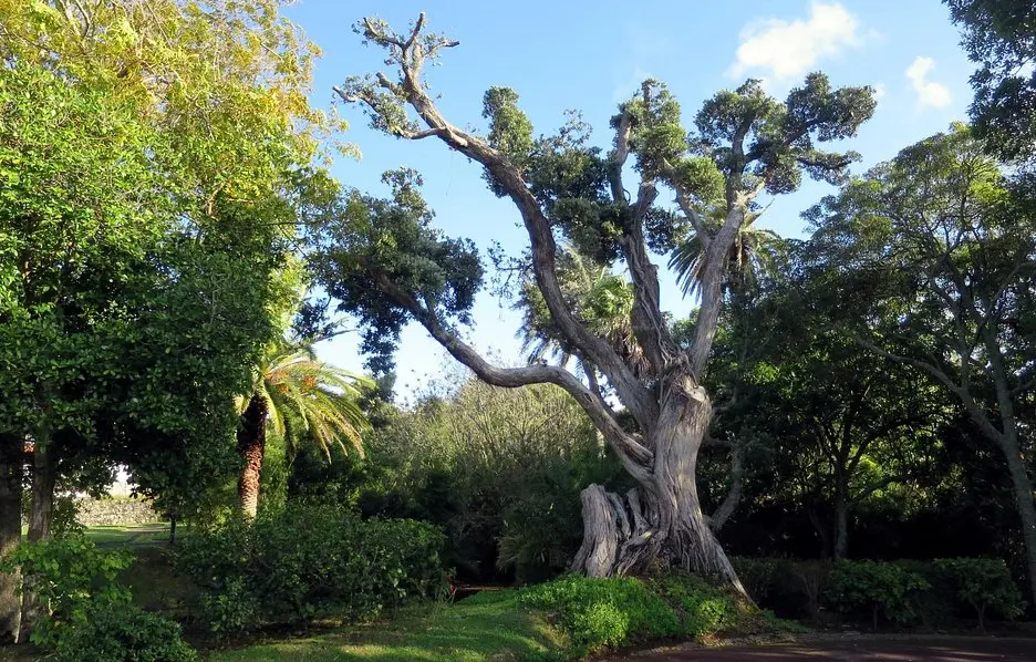 Jardim Botânico António Borges