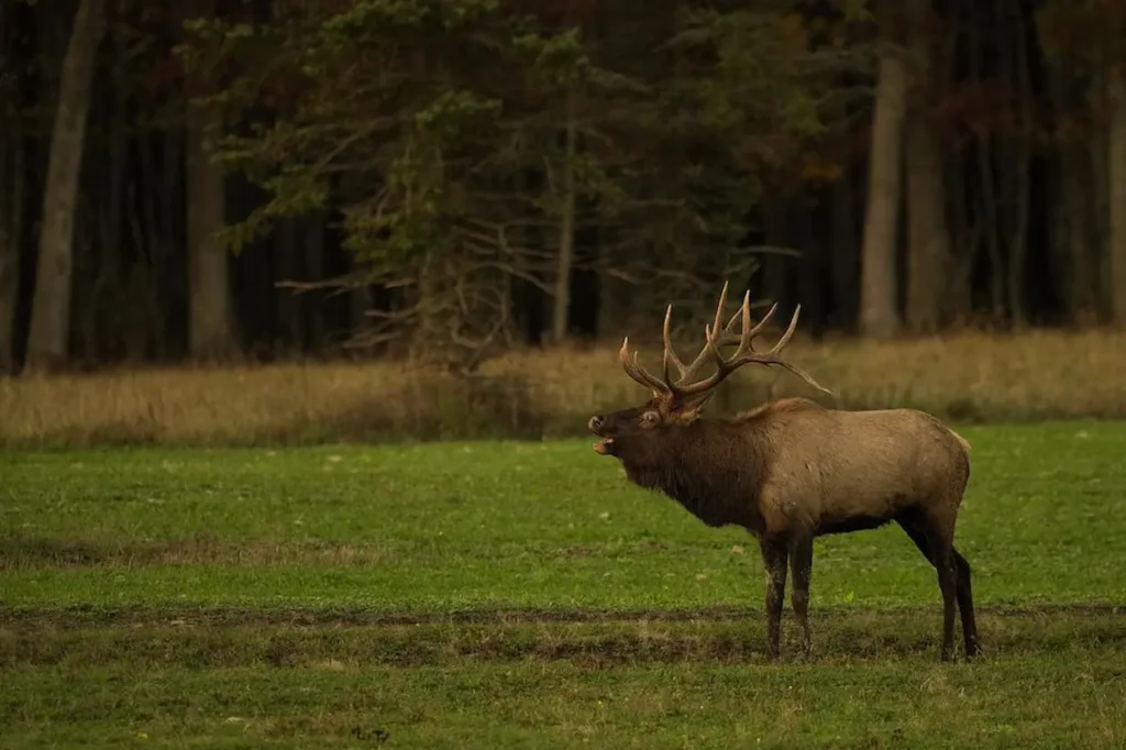 Elk Country Visitor Center