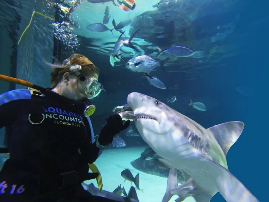 Scuba diver interacts with a shark