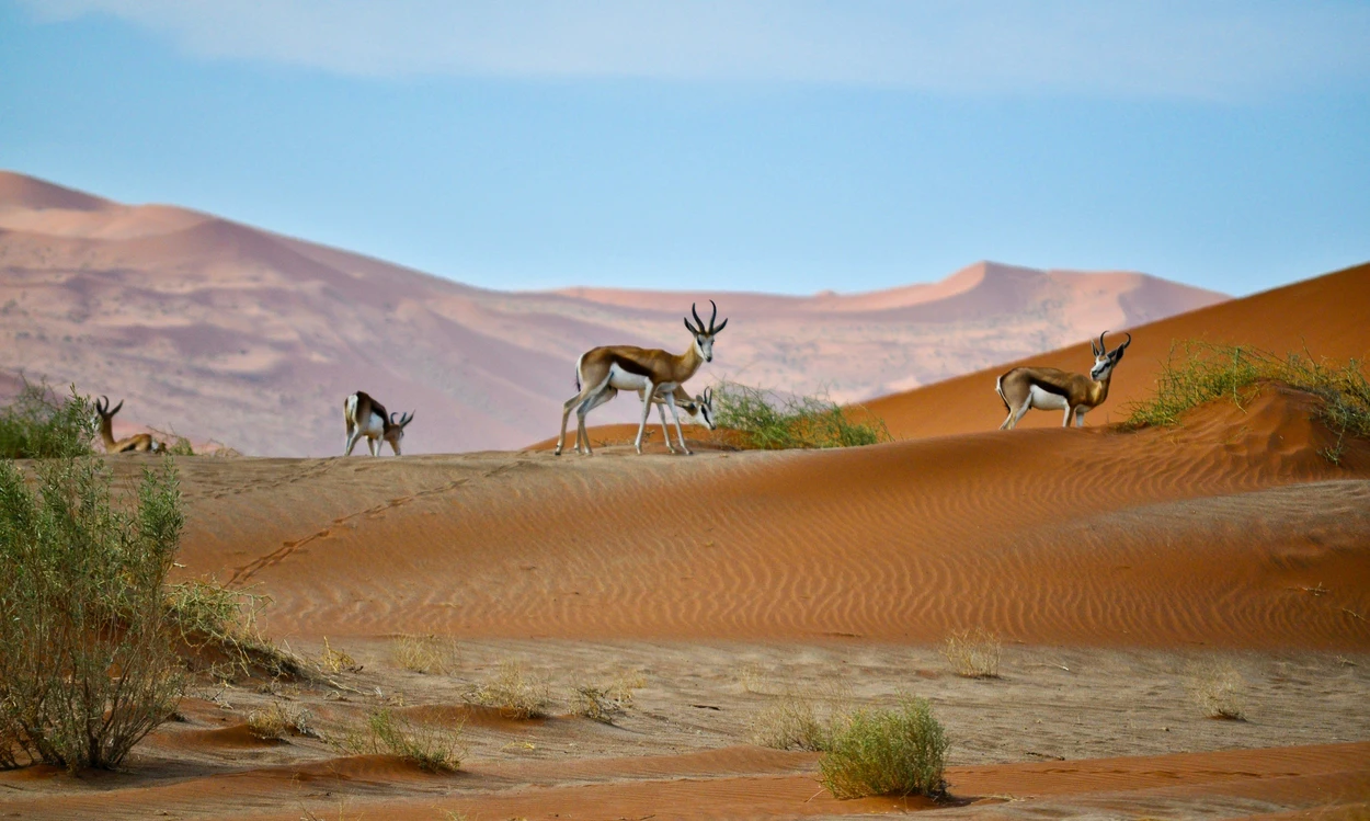 Namibia ranks among the top countries to visit in October for wildlife