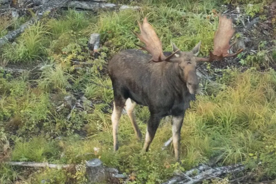 Wildlife at Maine