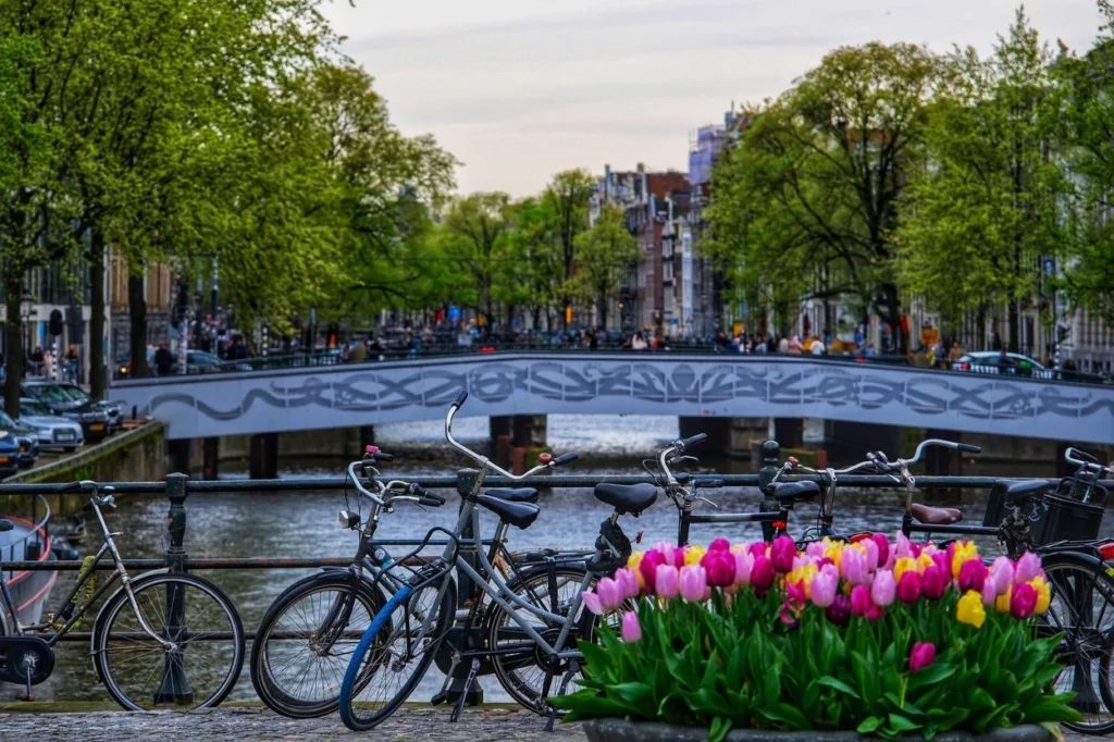 Bicycles parked along an Amsterdam canal bridge with pink and yellow tulips blooming in the foreground