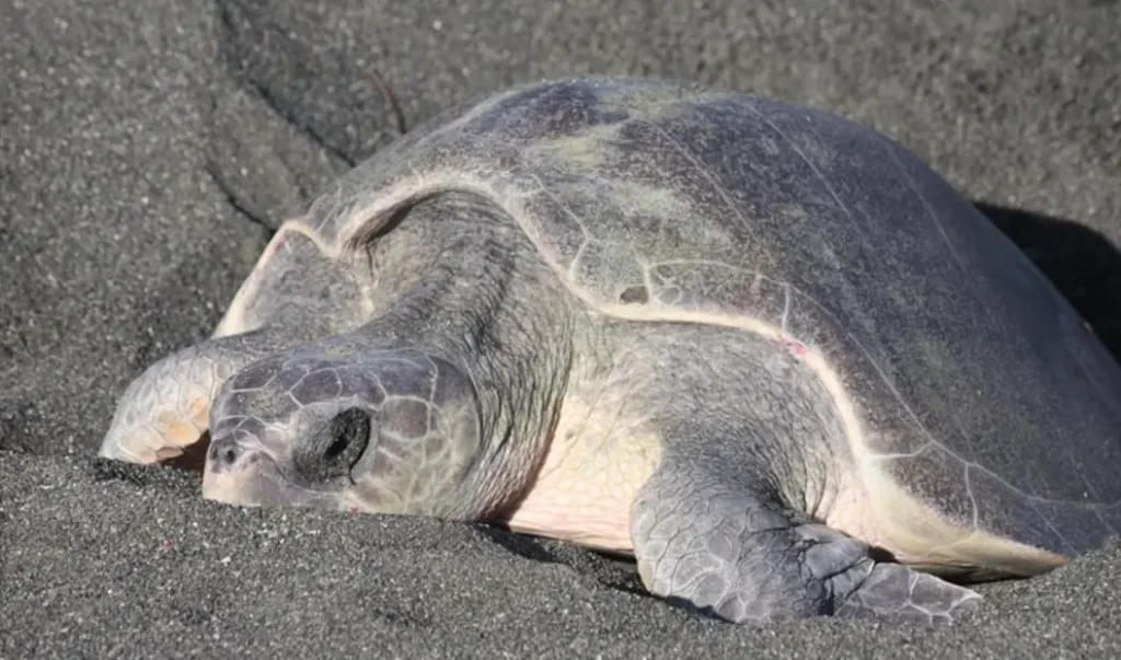 Costa Rica Discovery Tour: Help Protect Sea Turtles