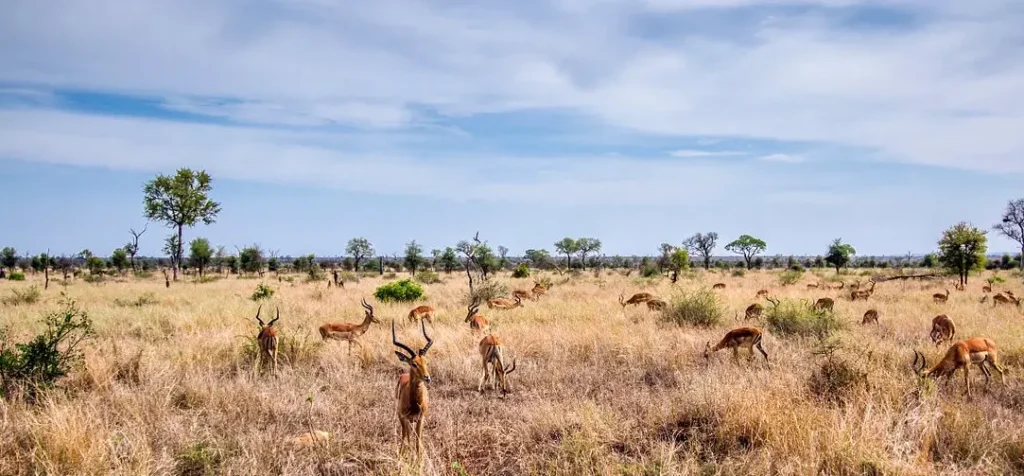 Kruger National Park