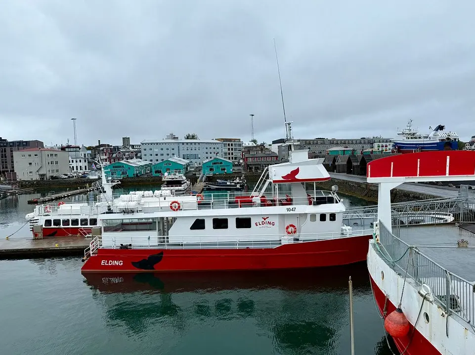 Original Classic Whale Watching from Reykjavik