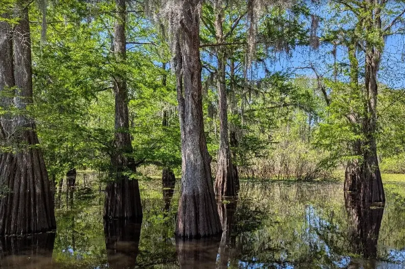 Atchafalaya Basin Landing