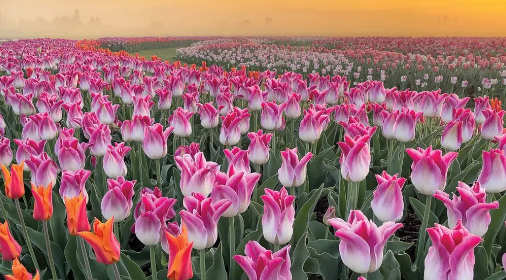 Skagit Valley Tulip Festival