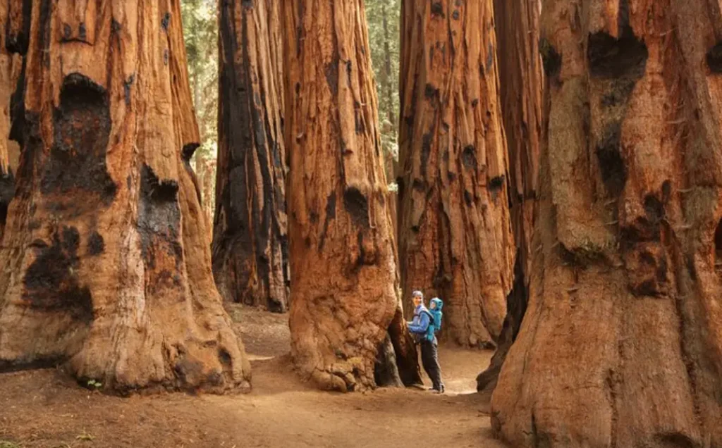 Sequoia National Park