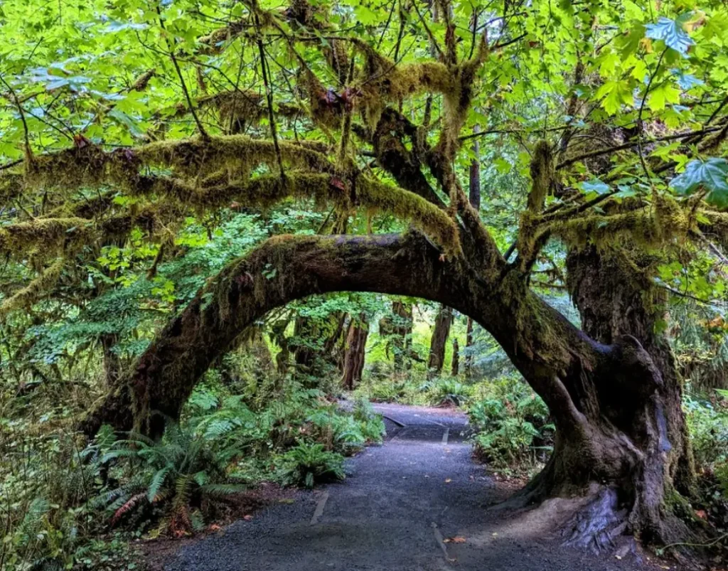 Olympic National Park