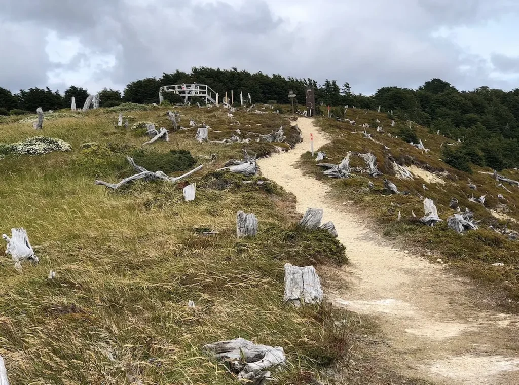 Reserva nacional Magallanes