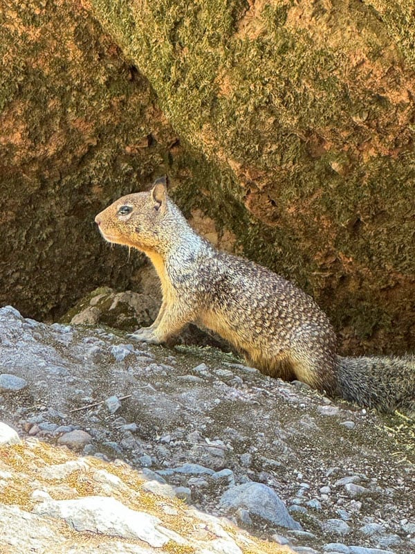 California ground squirrel spotted on rocky terrain at Pinnacles National Park.