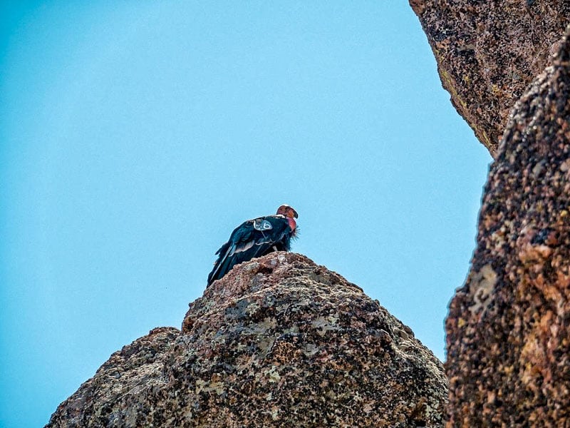 California condor perched on a rocky outcrop at Pinnacles National Park.