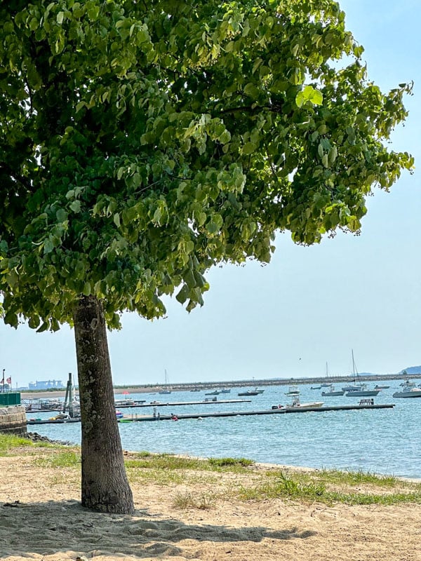 Daytime view of M Street Beach with a tree along the shoreline.