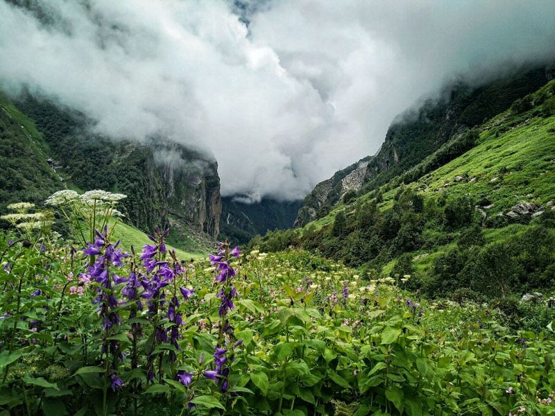 In the Indian Himalayas, the Valley of Flowers bursts into a rainbow of wildflowers every summer.