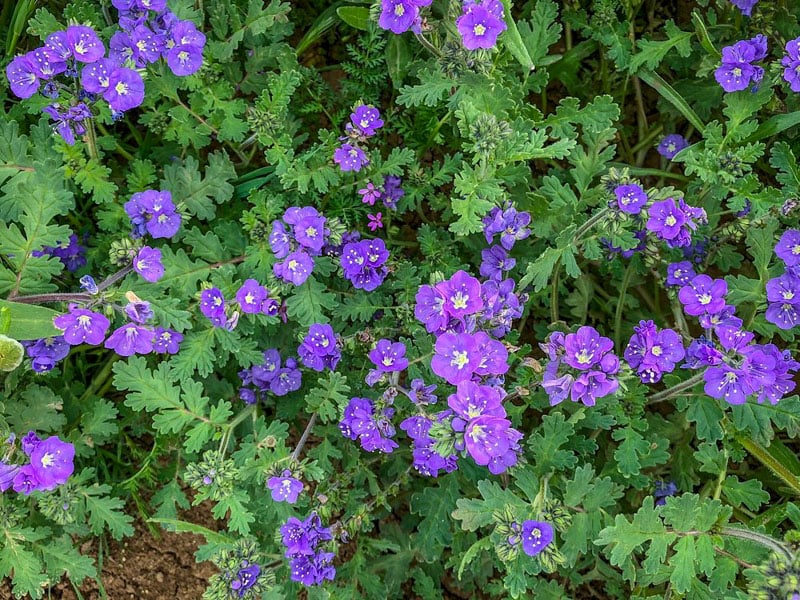 Image showing vibrant purple wildflowers in full bloom, surrounded by lush green foliage at Pinnacles National Park.