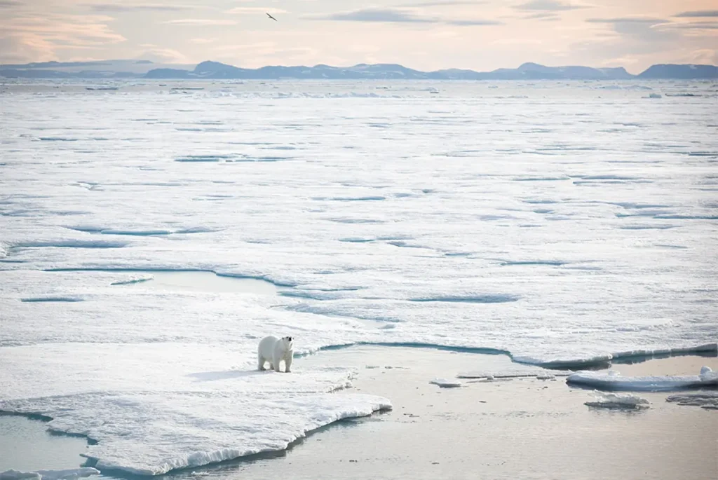 Intrepid Travel Greenland with view of polar bear