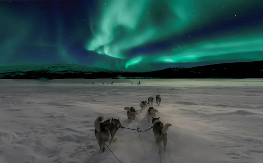 Rovaniemi dog sledding adventure