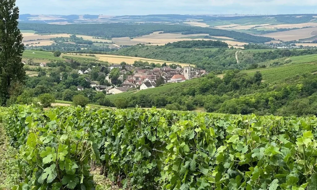 Green vineyards stretch across rolling hills in Burgundy with a village in the distance.