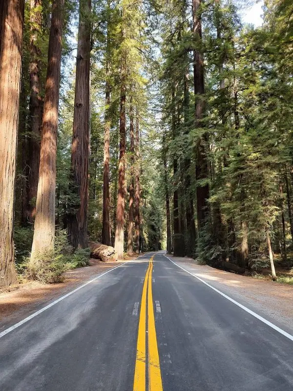 A scenic road lined with towering redwoods on the Avenue of the Giants.