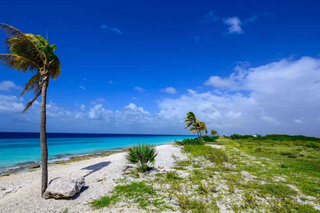 Palm trees on the white sand shoreline of Pink Beach in Bonaire