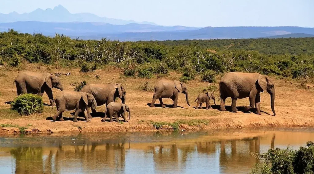 African bush elephants
